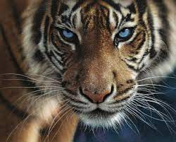 Blue Eyes - Game On