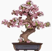 Sakura Flower - Game On